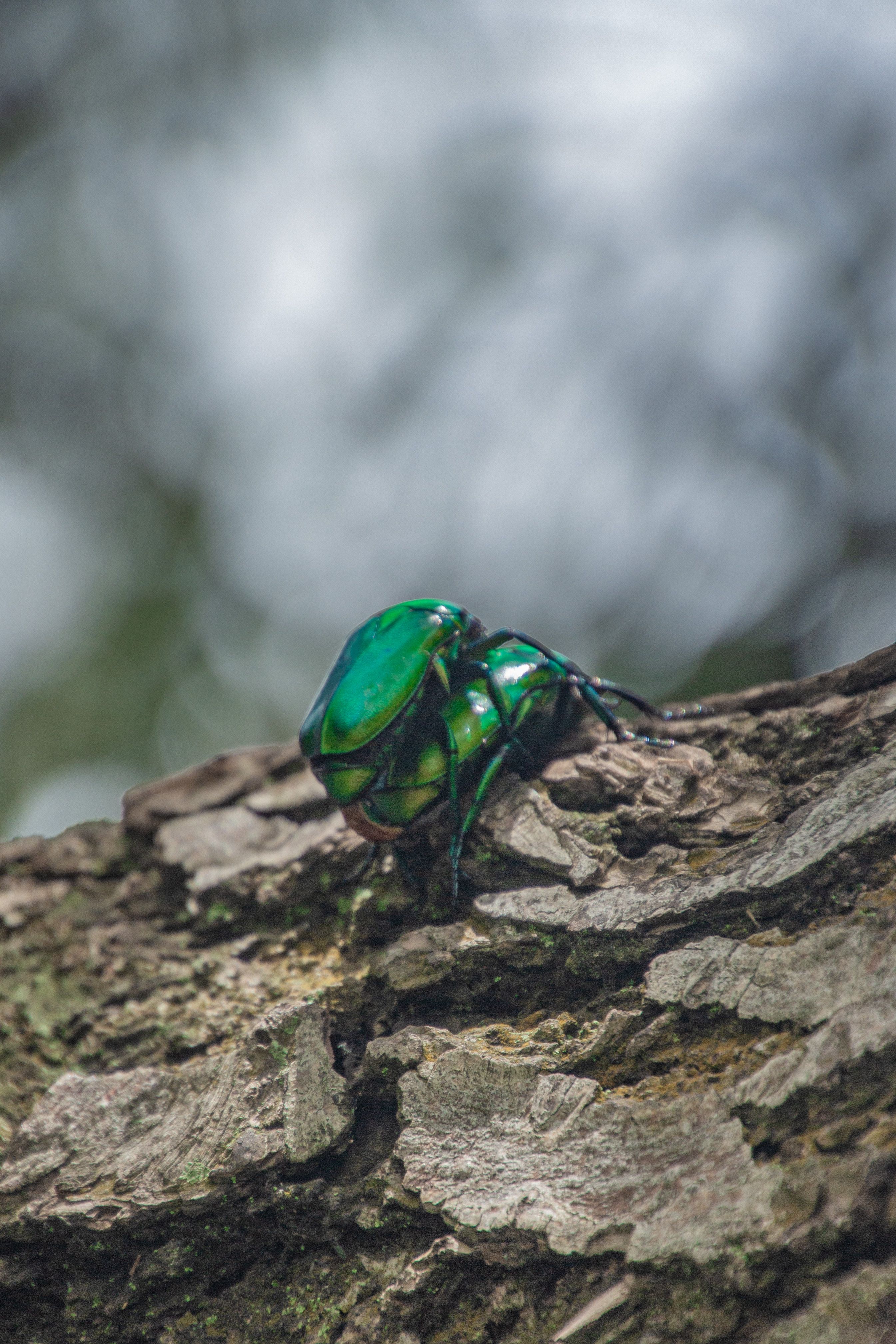 Two vibrant emerald beetles mating on rough tree bark in a natural outdoor setting.