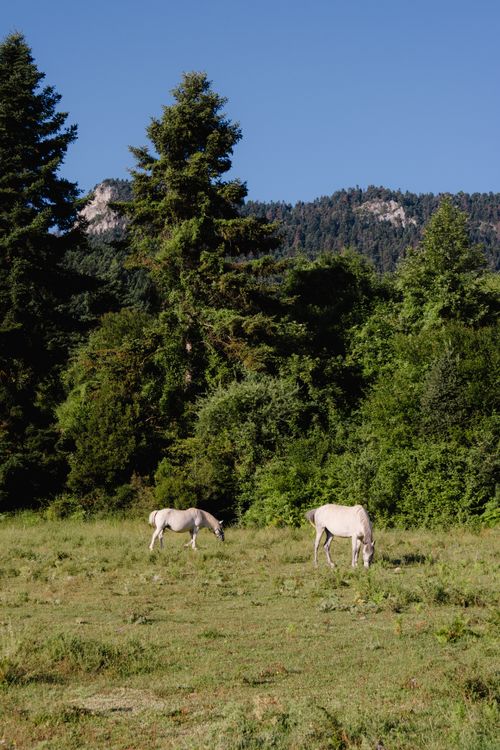 Free Two horses graze peacefully in a lush Greek landscape under a clear blue sky. Stock Photo