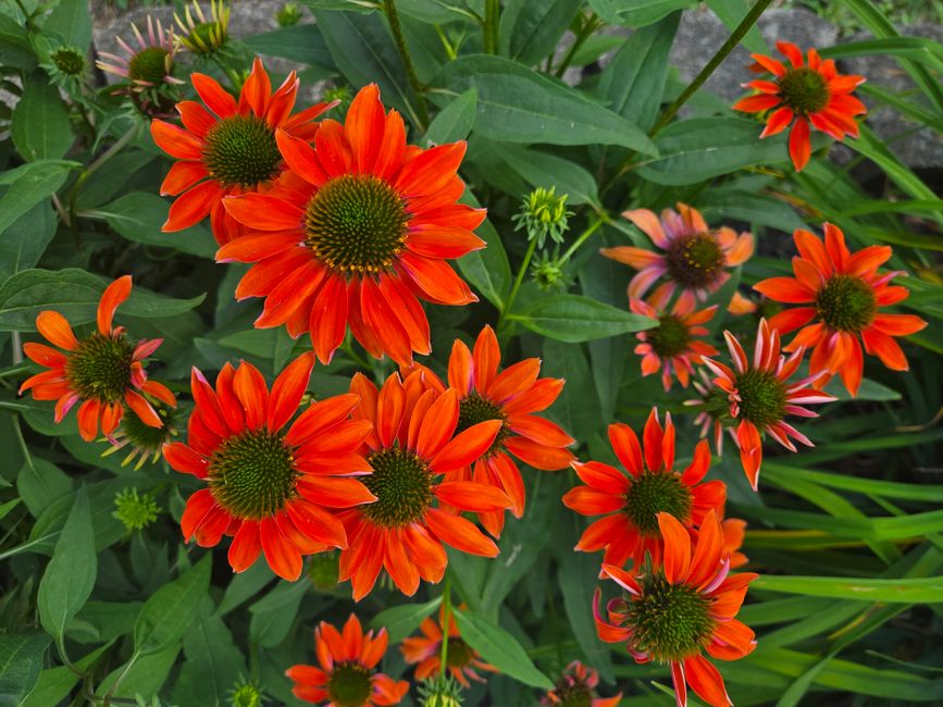 Bright orange Echinacea flowers with lush green leaves in a summer garden.