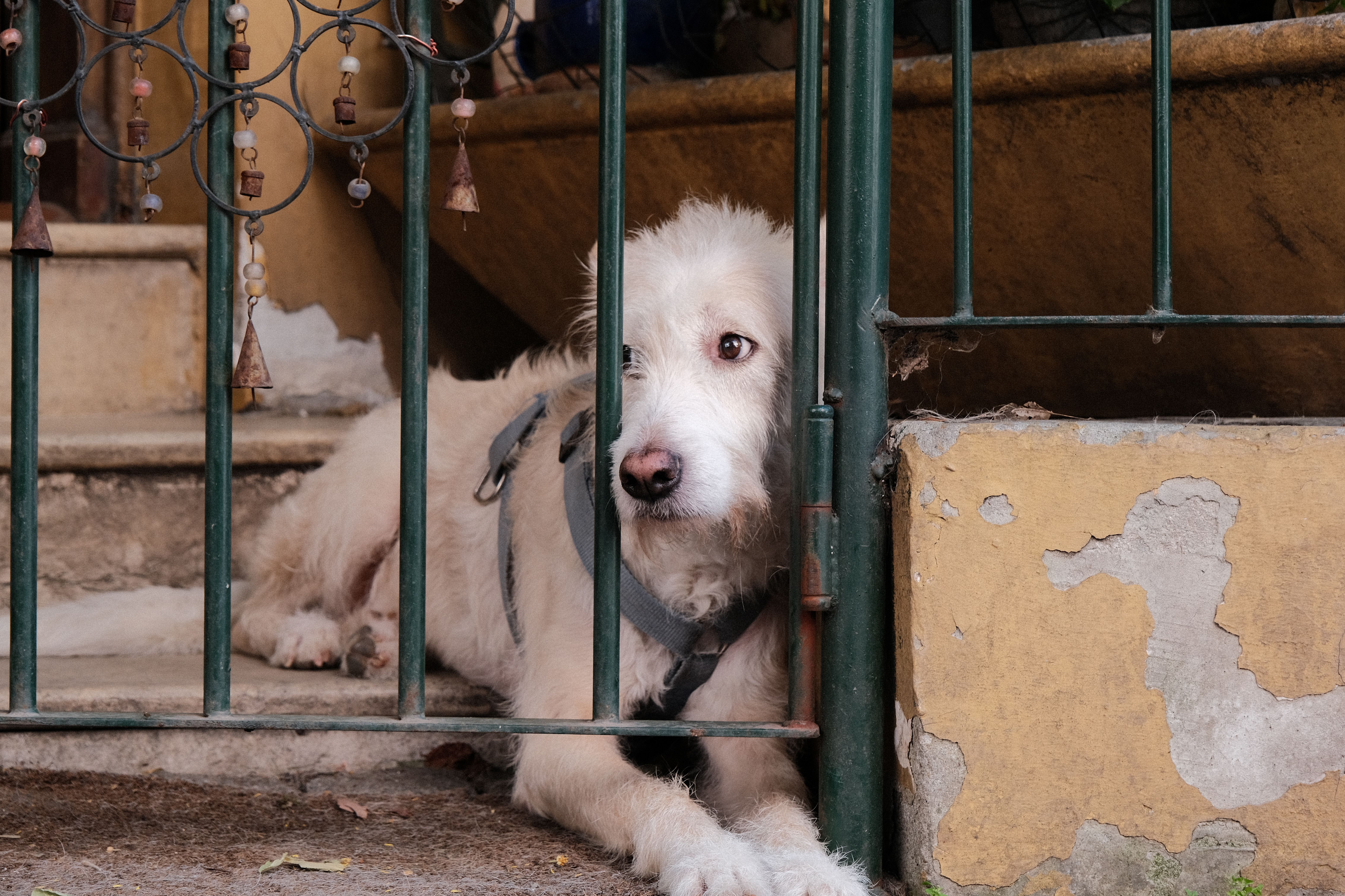 A white dog behind a metal fence, looking sad and longing. Outdoor setting with rustic stairs.