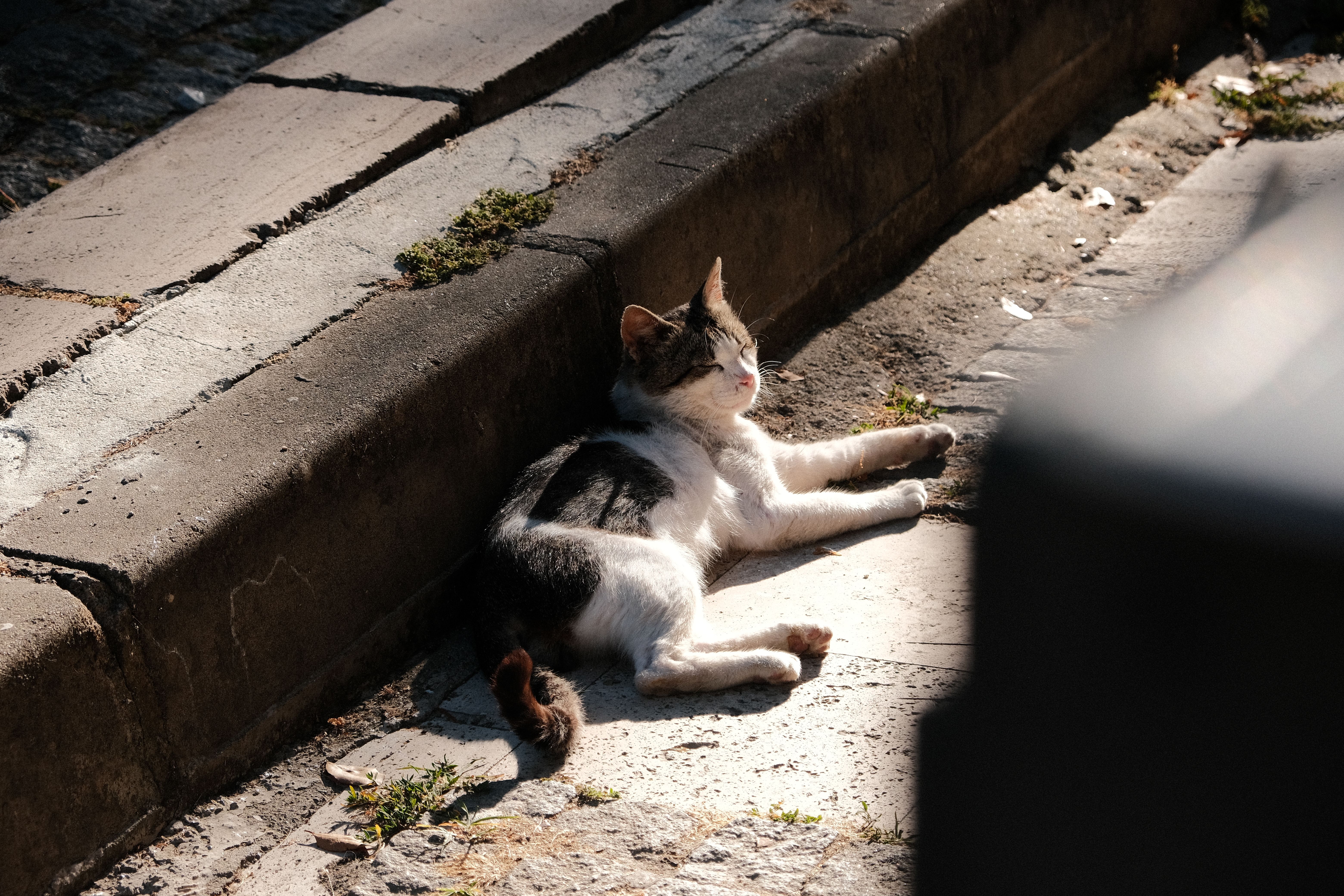 Portrait of a cat at a veterinary clinic