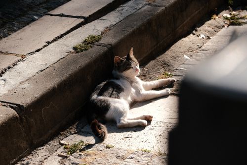 Free A relaxed street cat enjoying the warmth on a sunlit urban sidewalk. Stock Photo