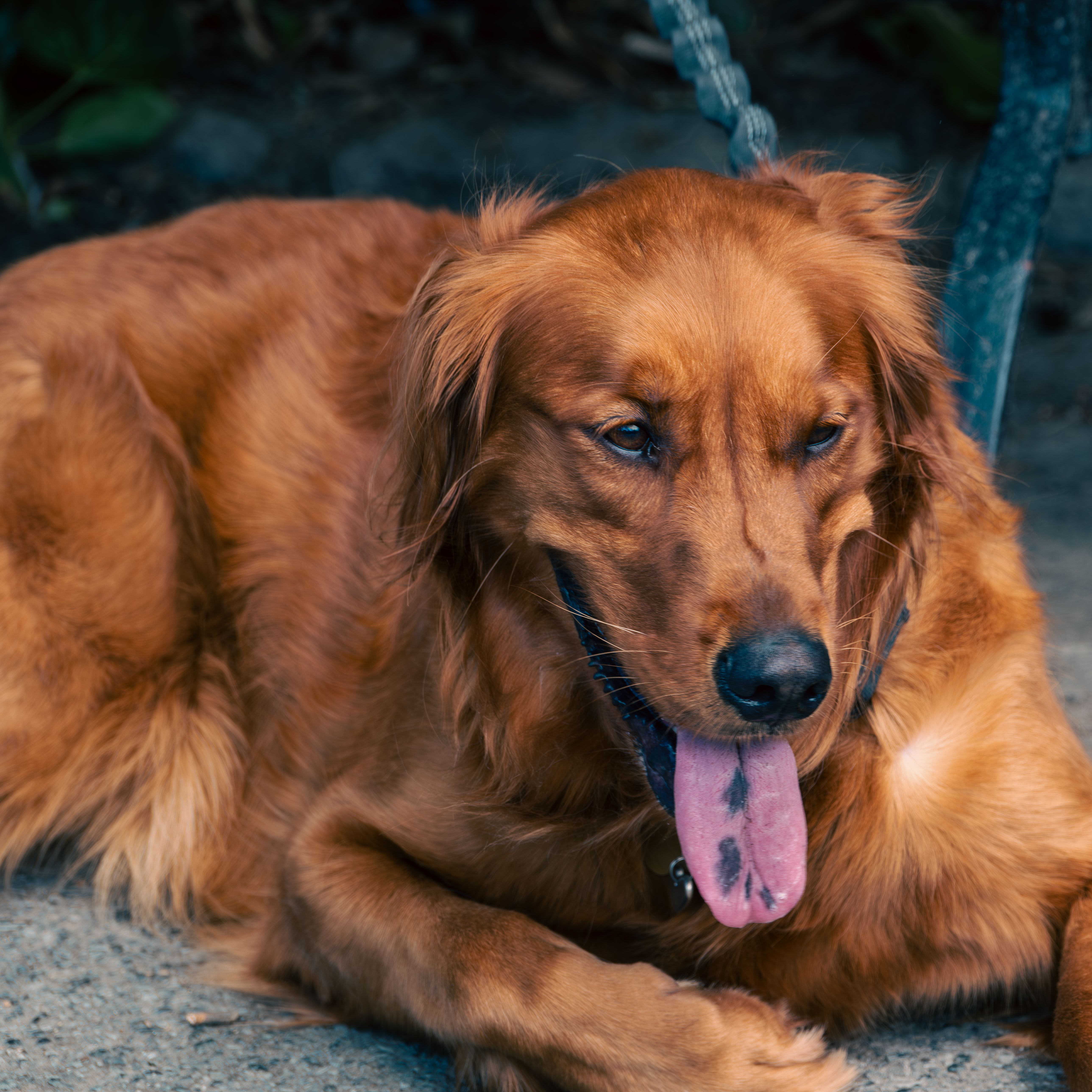 Sarah's dog