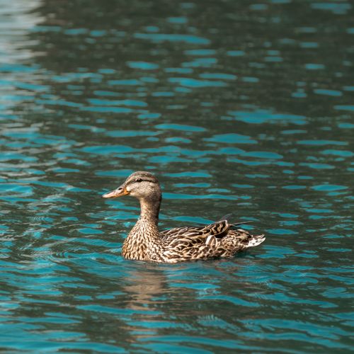 Free A mallard duck swimming peacefully in a teal-colored pond in a New York park. Stock Photo