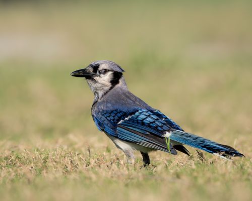 Free Close-up of a Blue Jay standing on grass, showing vivid blue feathers. Stock Photo