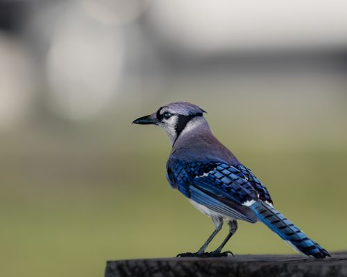 Free Close-up of a blue jay bird perched with a blurred background, showcasing vivid plumage. Stock Photo