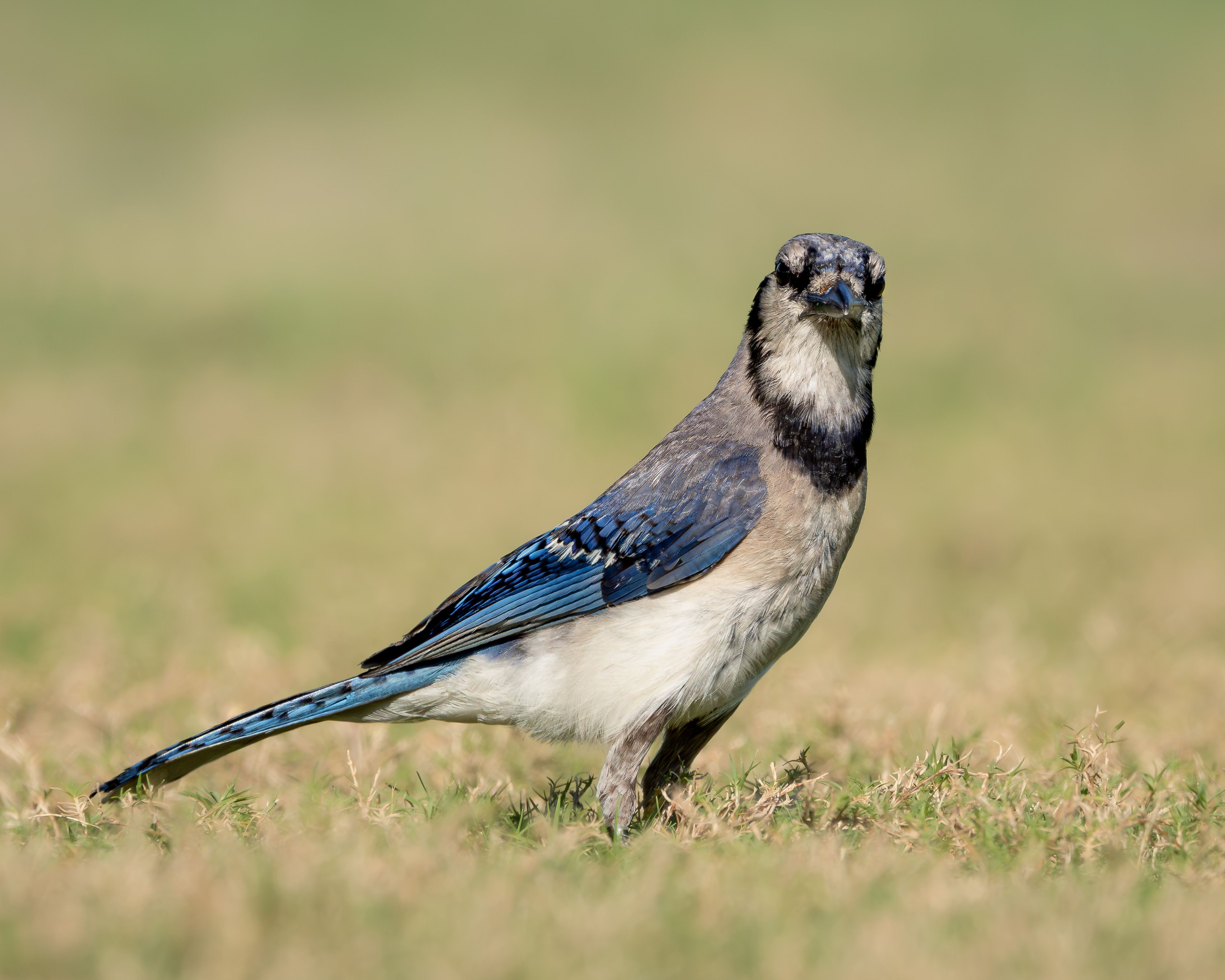 50 Common Birds Of North America