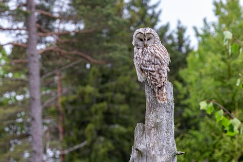 Brown Owl Empoleirado Em Um Galho De árvore Marrom