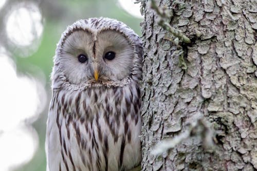 White and Black Owl on Tree