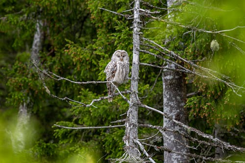 Коричневая сова сидит на ветке дерева
