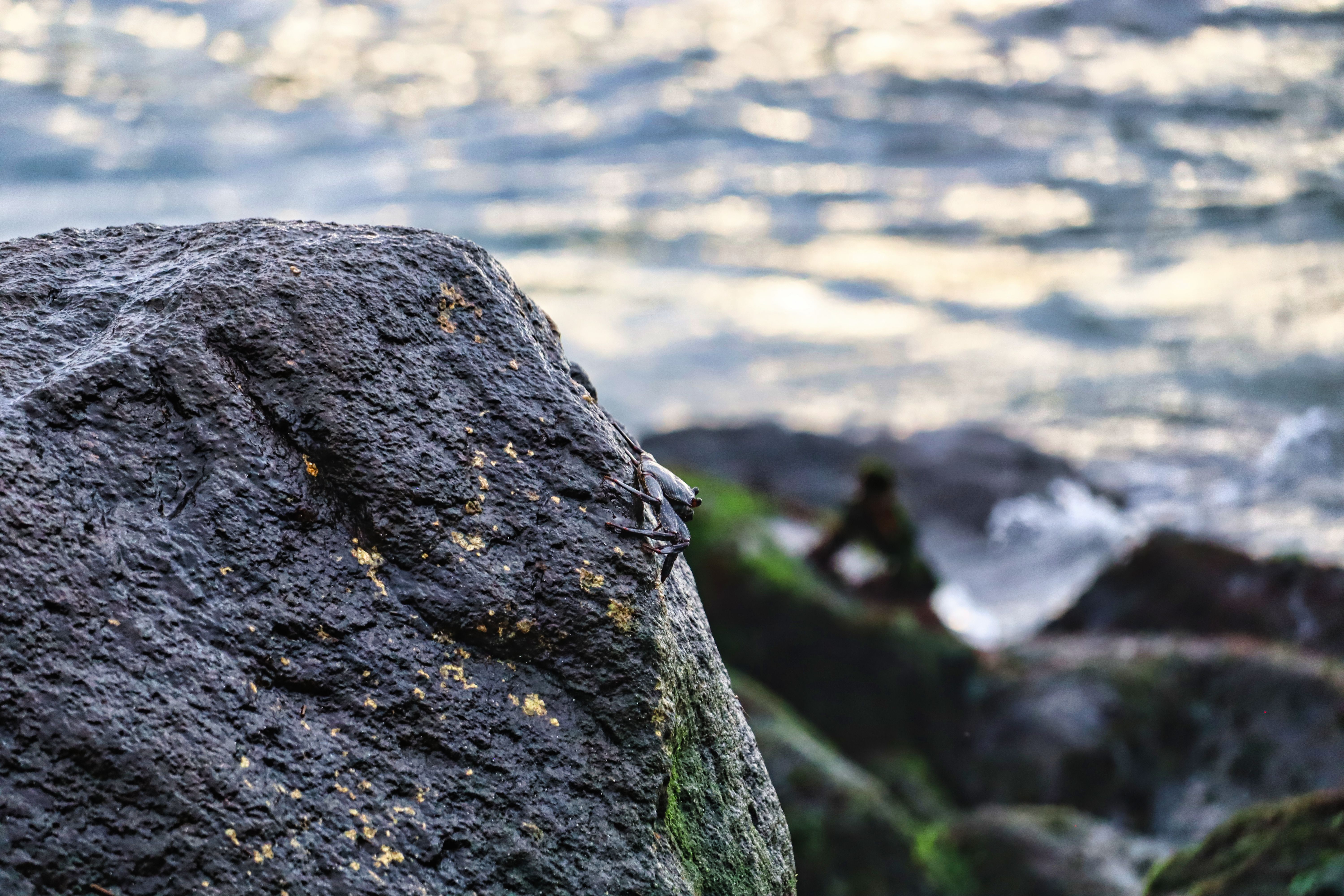 sea animals near shore