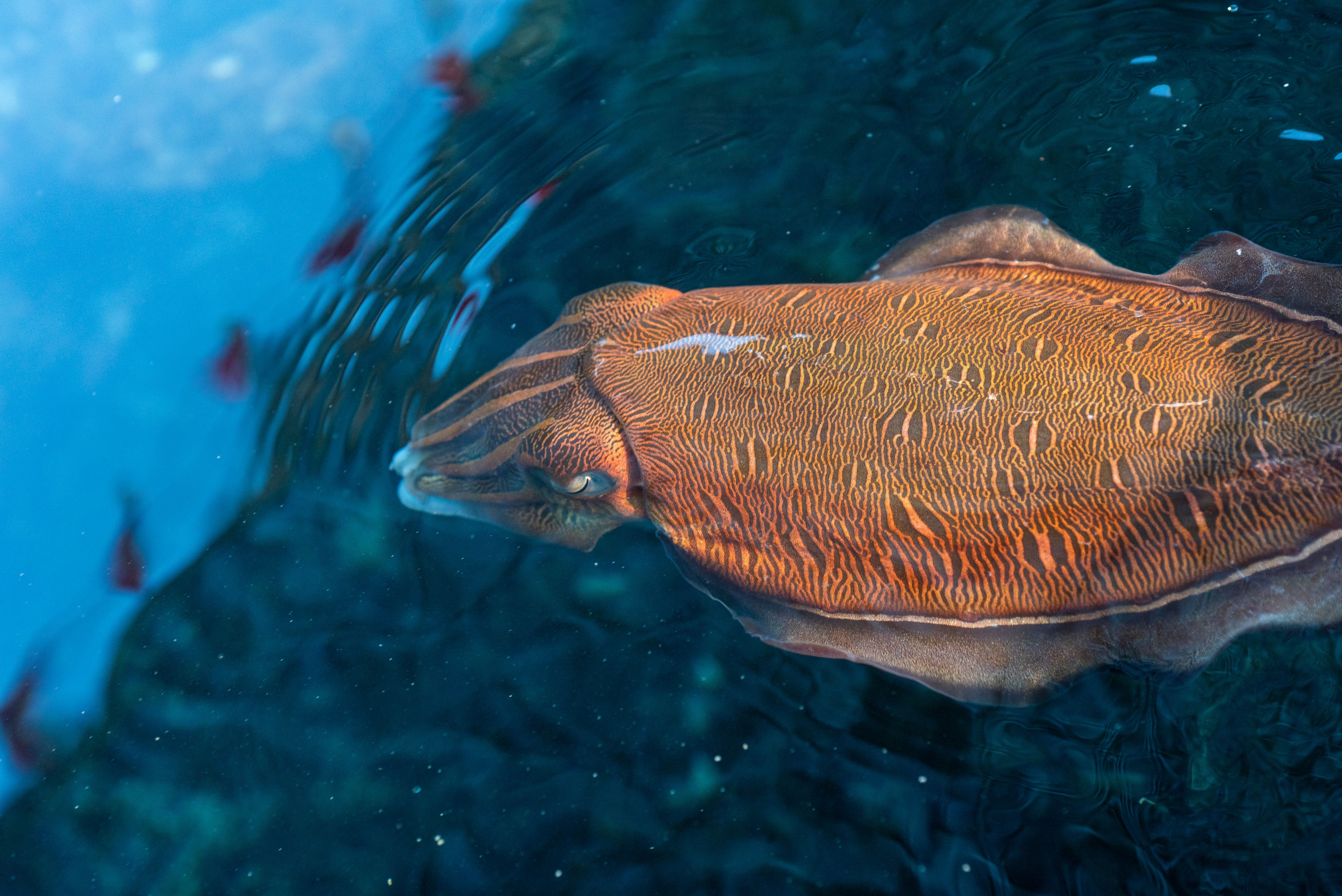 cuttlefish have w shaped