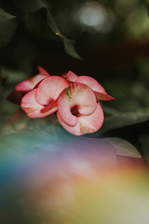 Free Pink Flowers in Tilt Shift Lens Stock Photo