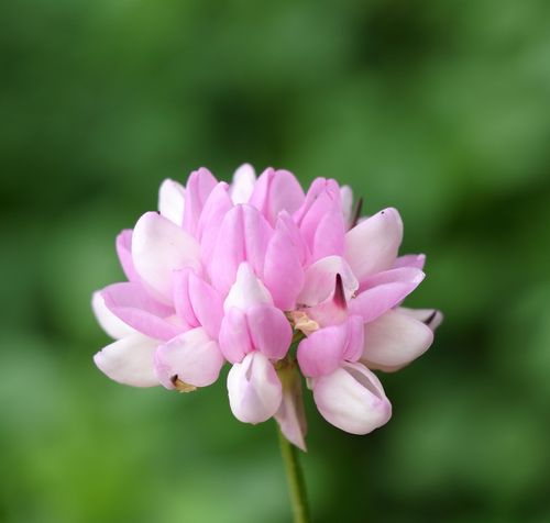 Free A close-up image of a pink Crown Vetch flower (Coronilla varia) in full bloom against a green, blurred background. Stock Photo