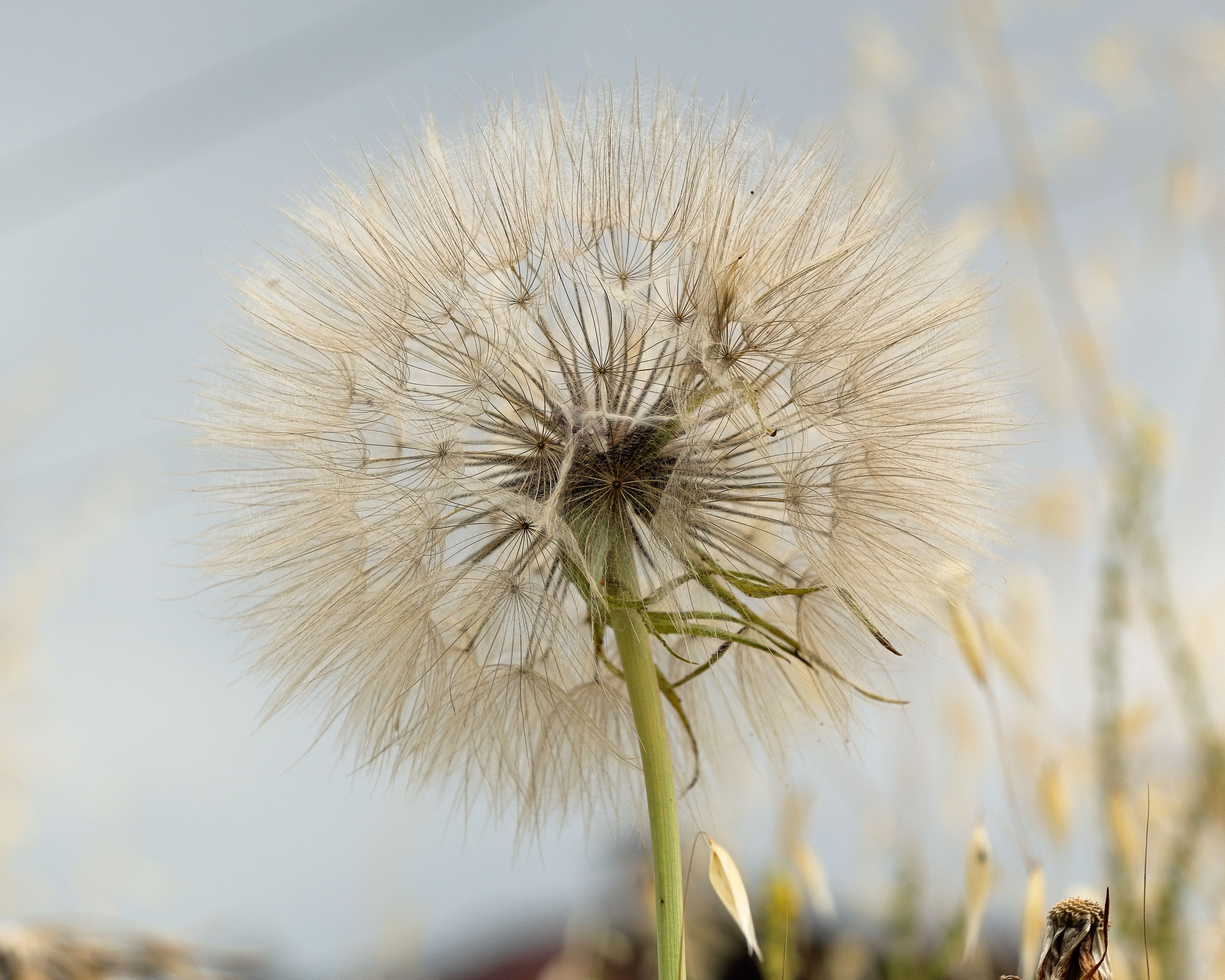 Detailed close-up of a dandelion seed head showcasing delicate textures and patterns. - Evidence evidence guide for black seed stress randomized trial