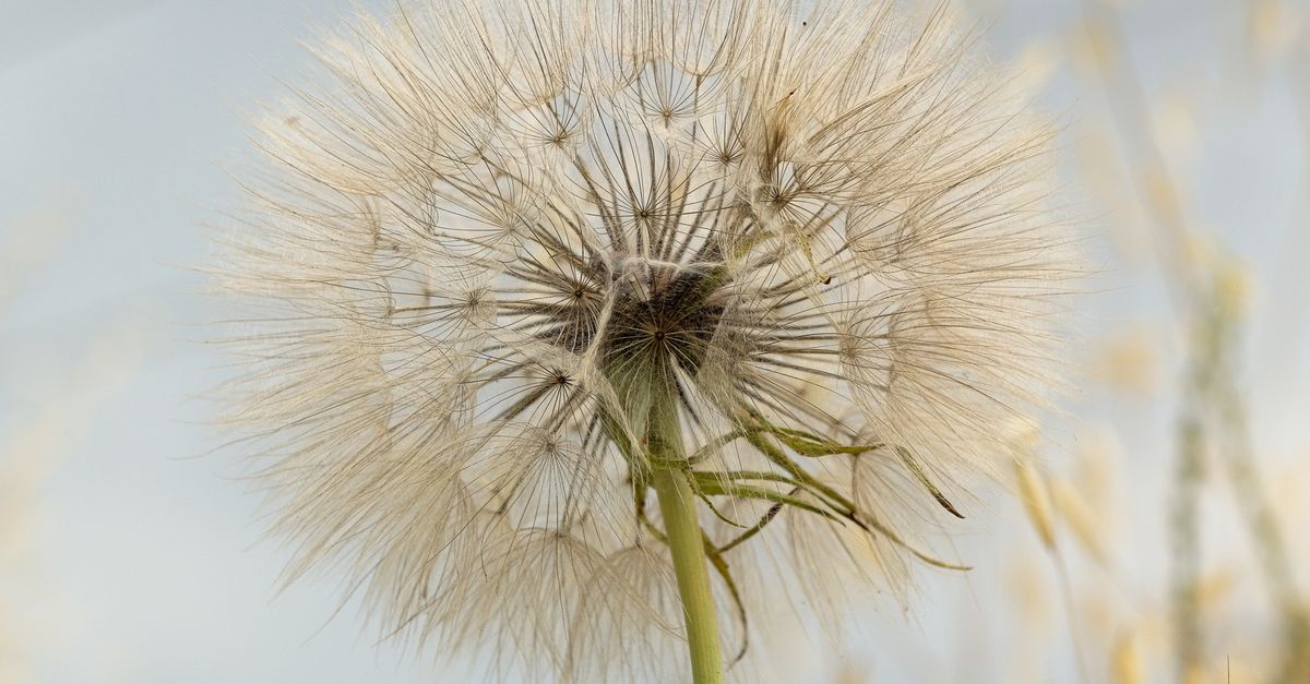 Detailed close-up of a dandelion seed head showcasing delicate textures and patterns. - Evidence evidence guide for black seed stress randomized trial