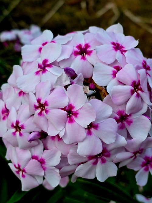 Free Stunning pink and white Phlox flowers captured in vibrant detail, showcasing nature's beauty. Stock Photo
