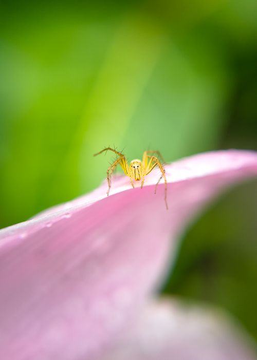 Free Close-up of a spider on a pink petal with a vibrant green background, showcasing nature's delicate beauty. Stock Photo