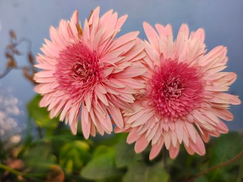 Free Vibrant pink gerbera daisies captured in sharp detail, showcasing their intricate petal structures. Stock Photo