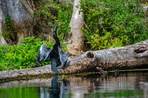 anhinga 的 免費圖庫相片