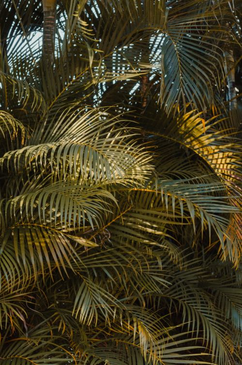 Free Breezy palm leaves basking in the sunlight, captured in RN, Brazil. Stock Photo