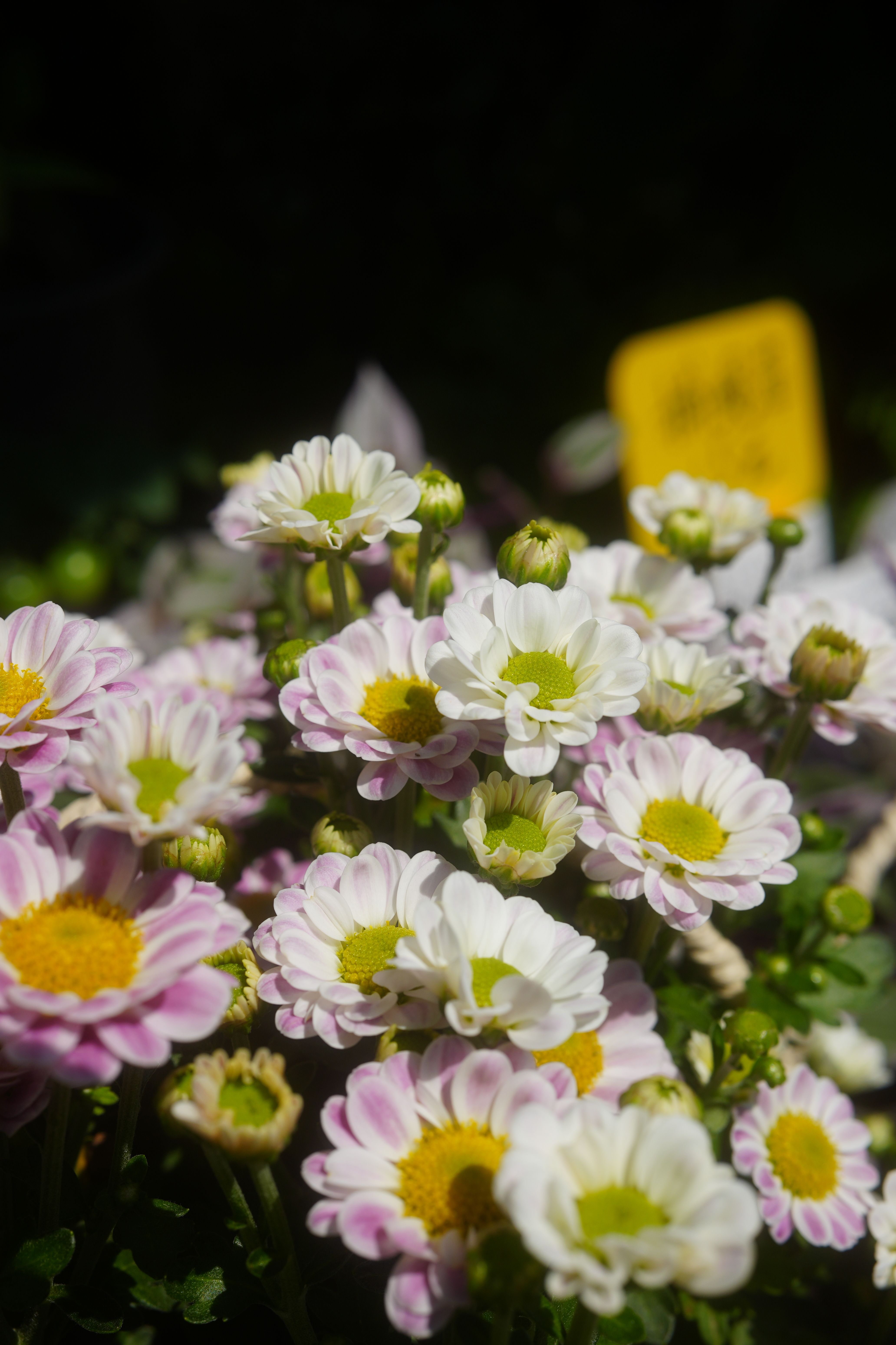 [ColoSach]-vibrant-pink-and-white-daisies-in-full-bloom-outdoors-with-soft-natural-lighting.