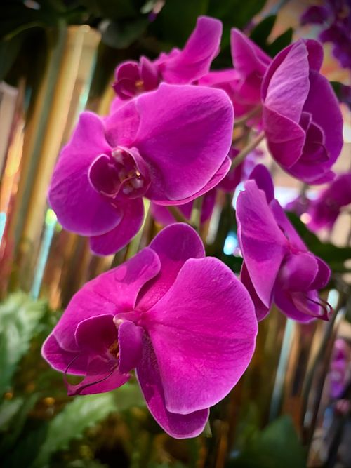 Free stock photo of flower aesthetic, violet flower Stock Photo