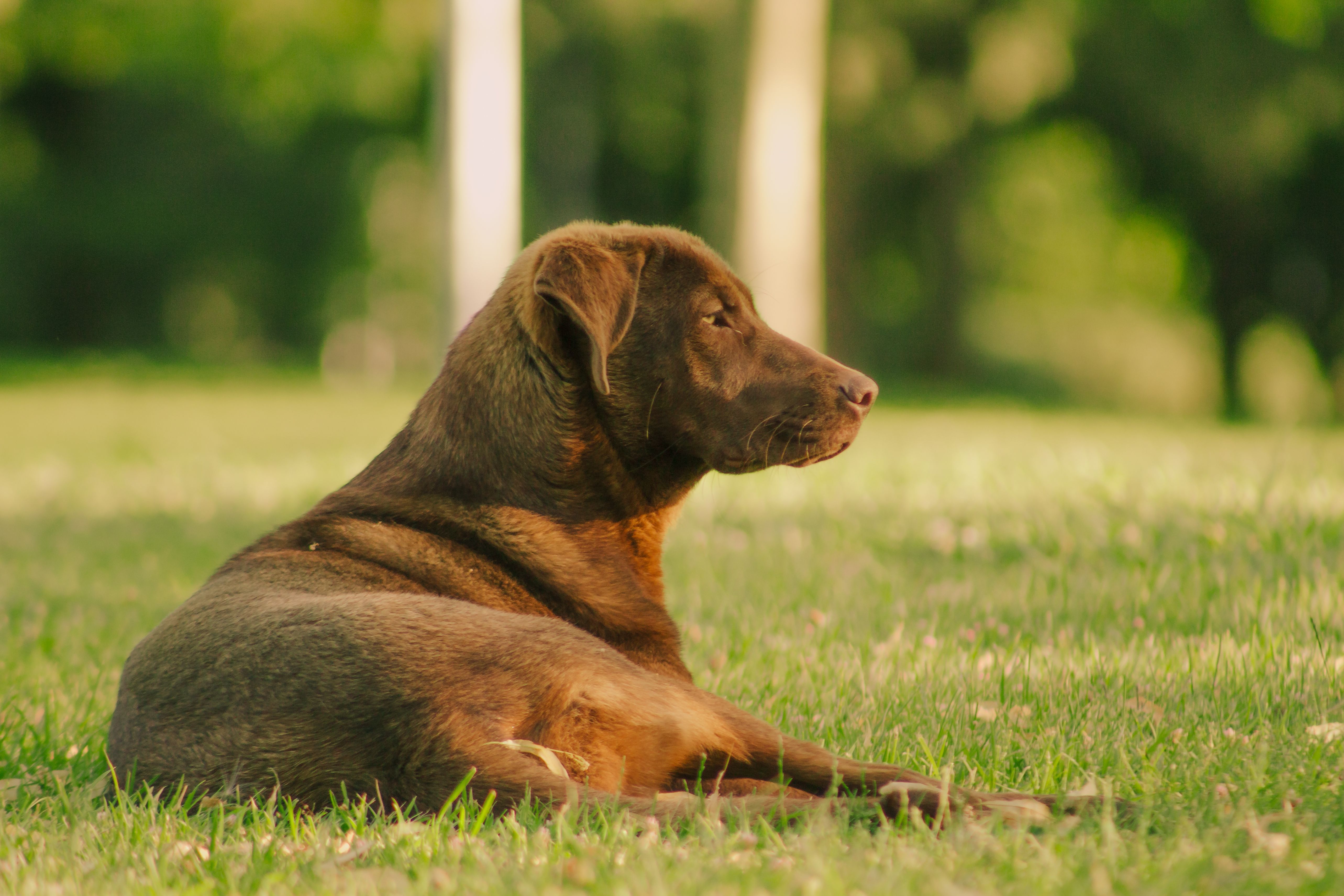 Healthcare and wellness consultation for a dog
