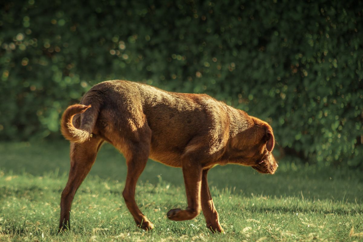 Brauner Hund vom Labrador-Typ geht langsam über eine sonnige Wiese vor einer grünen Hecke