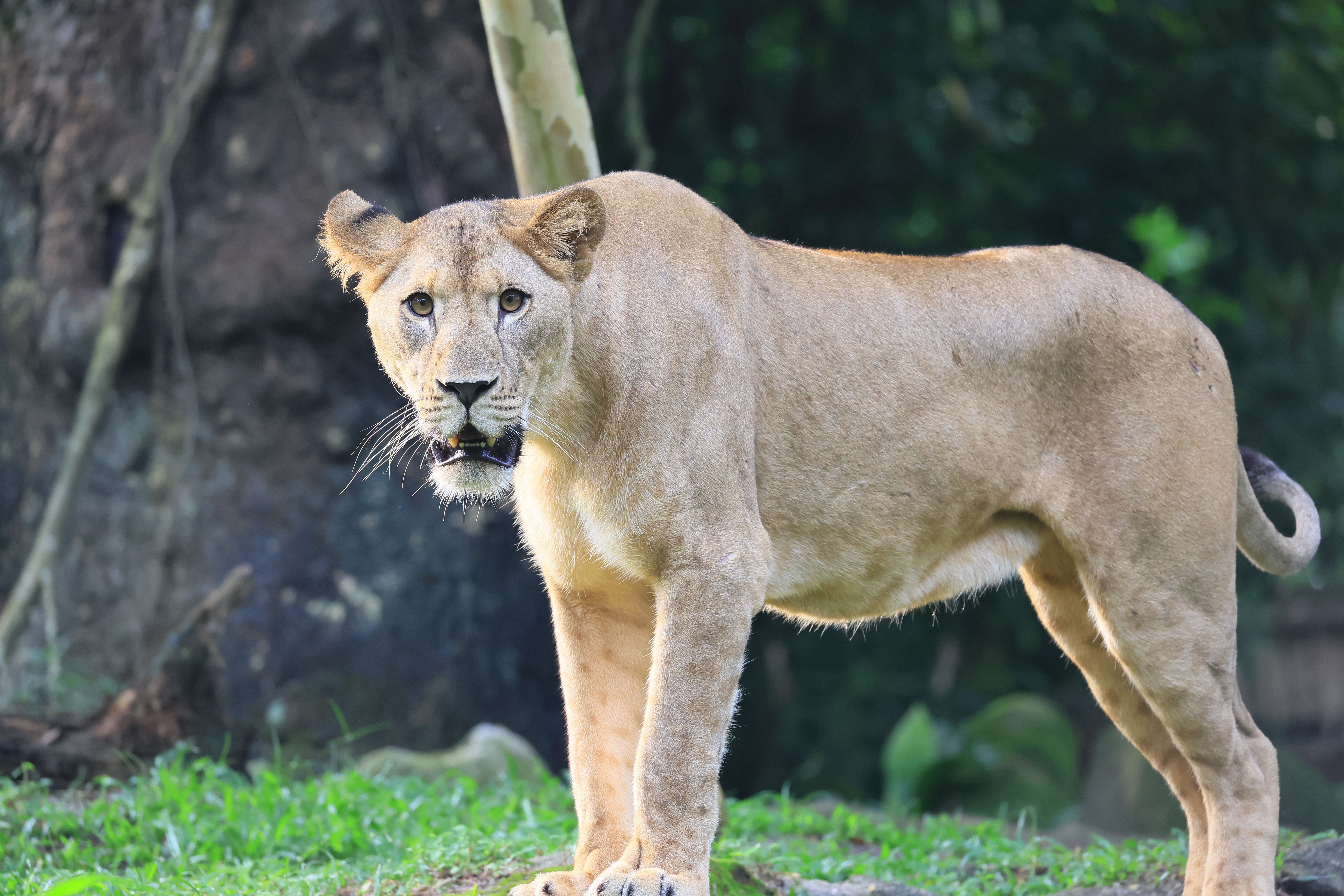A majestic lioness standing in a lush, green outdoor environment, showcasing her strength and beauty.