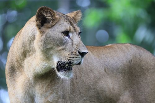Free A detailed close-up of a lioness in a natural environment, exuding strength and grace. Stock Photo