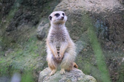 Free A meerkat stands watchfully on a rock in its natural habitat, showcasing alert behavior. Stock Photo