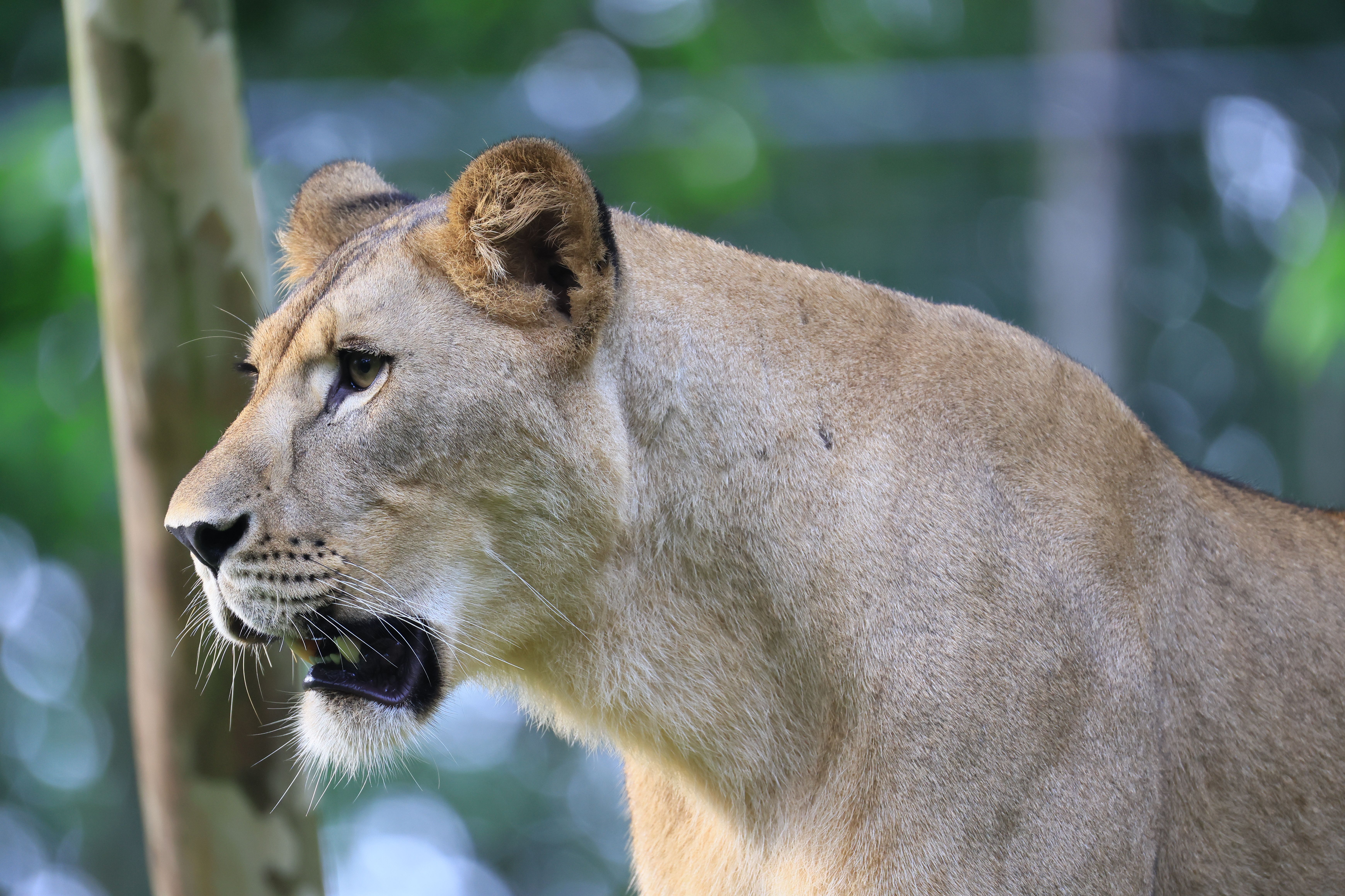 Stunning close-up of a lioness with a lush green background, capturing her majestic presence.