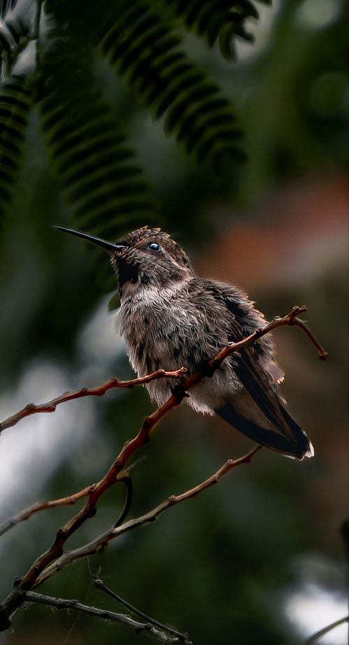 Free Close-up of a hummingbird sitting on a branch surrounded by lush greenery. Stock Photo