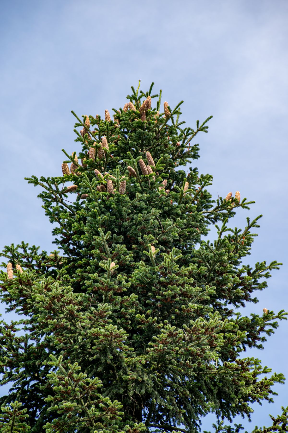 Tall spruce tree against open sky