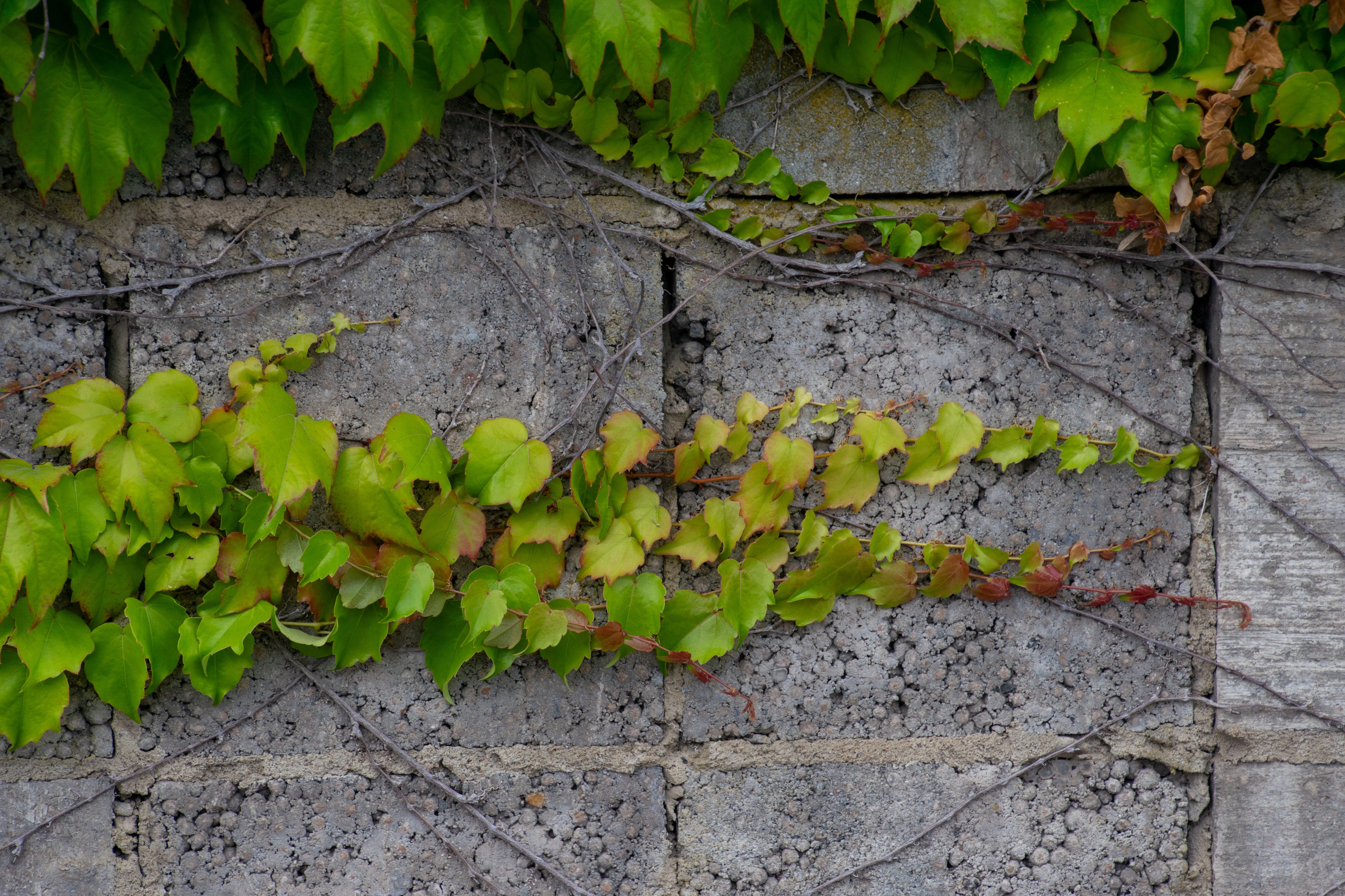 Lush green ivy leaves creep over a textured concrete wall, creating a natural pattern.