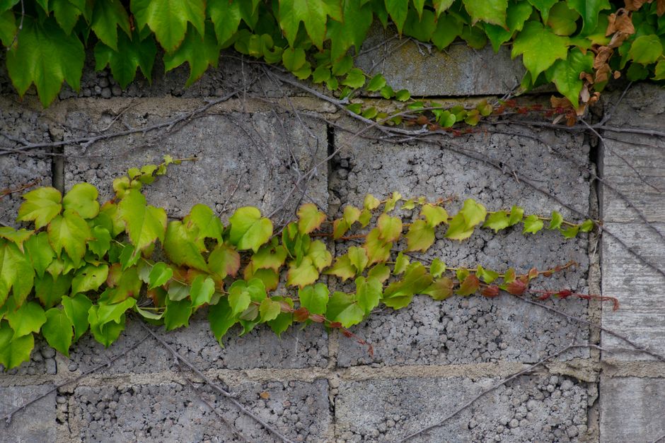 Lush green ivy leaves creep over a textured concrete wall, creating a natural pattern.