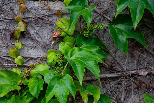 Free Close-up of green leaves and vines growing on a concrete wall, showcasing nature's resilience. Stock Photo