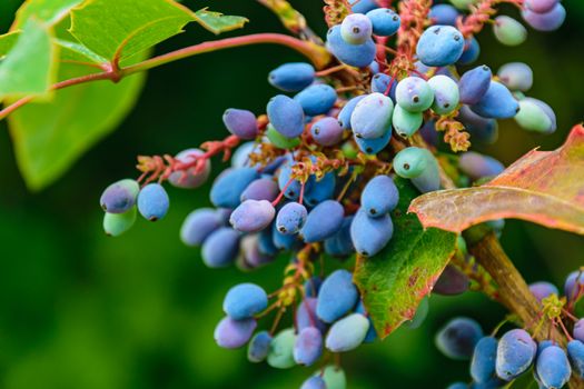 wild purple grapes