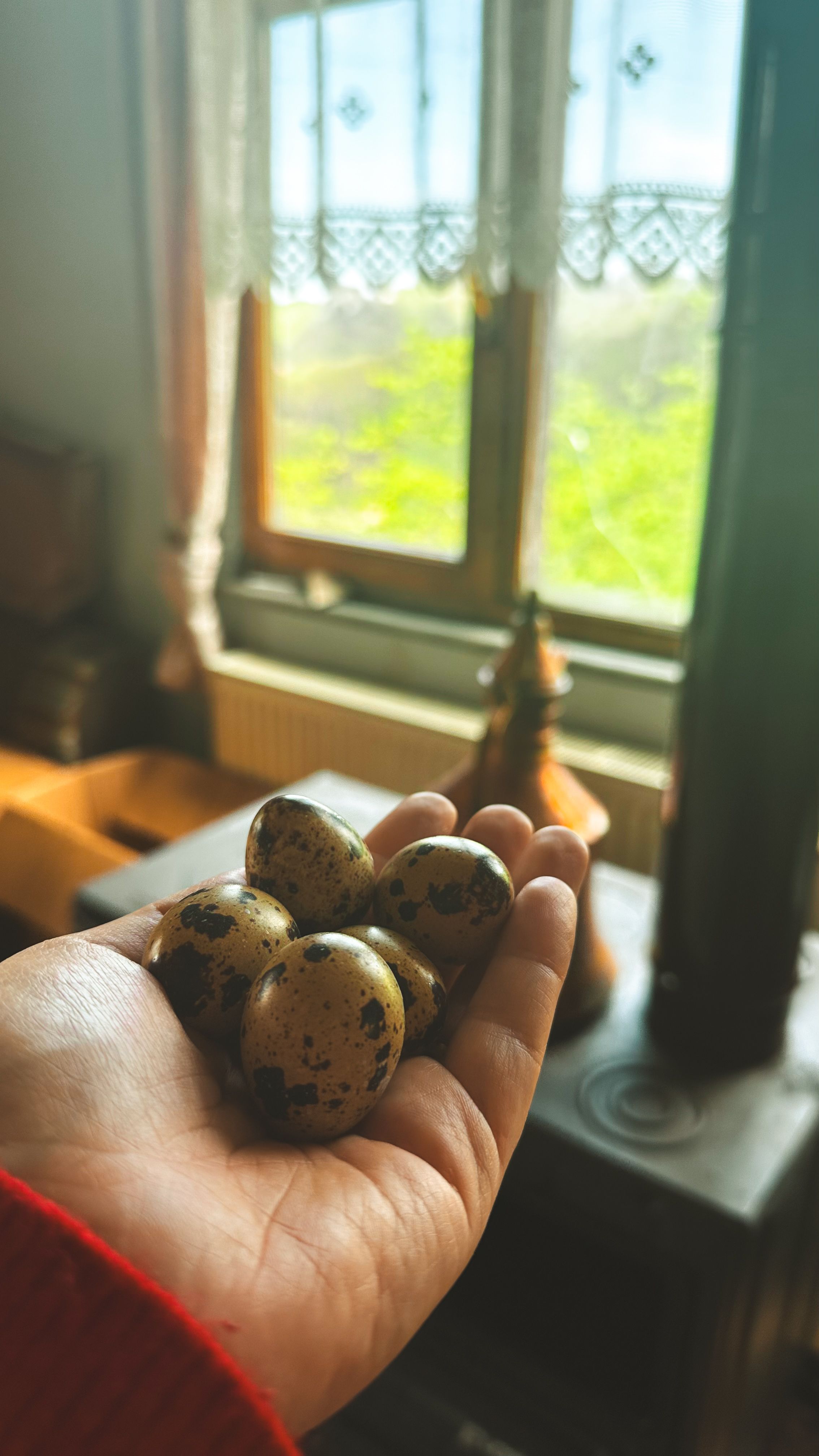 Close-up of a hand holding quail eggs near a vintage window, indoors.