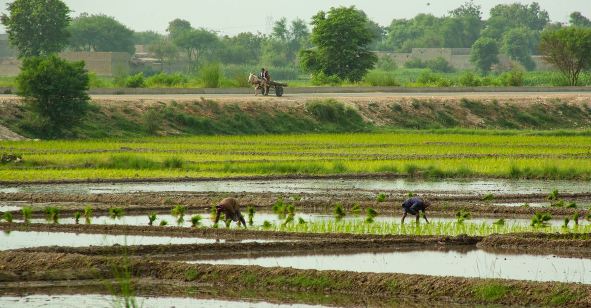 Cómo la agricultura impulsó el desarrollo de las civilizaciones antiguas y modernas Cómo la agricultura impulsó el desarrollo de las civilizaciones antiguas y modernas