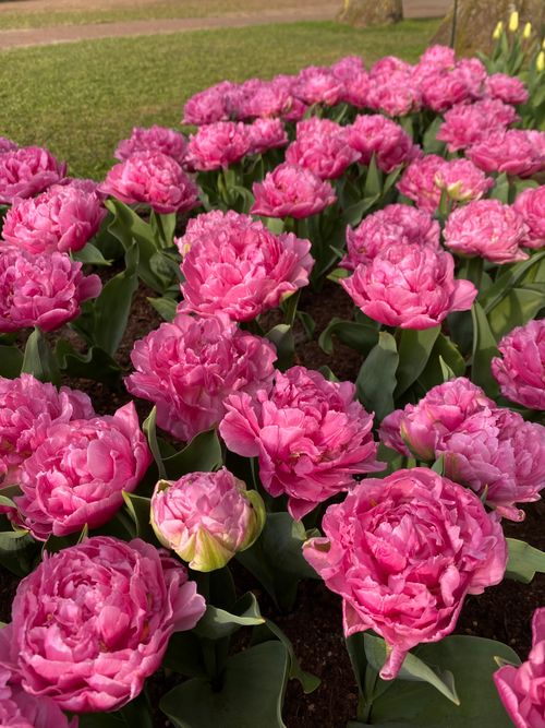 Free A stunning display of vibrant pink peonies blooming in a garden, showcasing their lush petals. Stock Photo