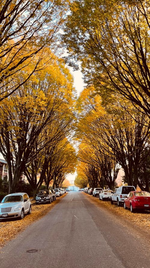 Free Picturesque street in Surrey, British Columbia with rows of golden trees in autumn. Stock Photo