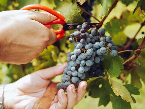 Безкоштовне стокове фото на тему «виноград, виноградник, виноробство»
