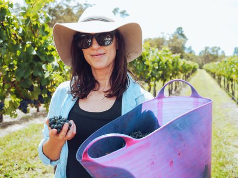 A woman enjoying grape harvest in a sunny vineyard, wearing sunglasses and a hat, holding grapes in a basket.