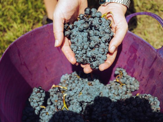 Vinos naturales, ecológicos y biodinámicos: qué son y dónde catarlos