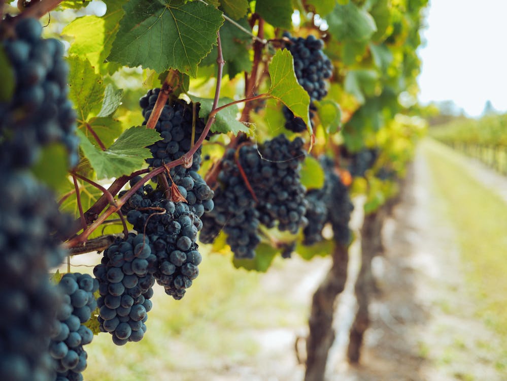 Free Bunches of Grapes Hanging from Vines Stock Photo