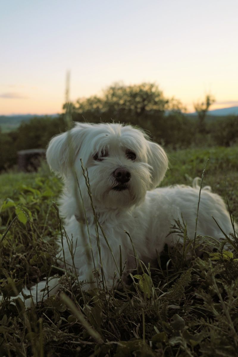 Pepper - photo 1