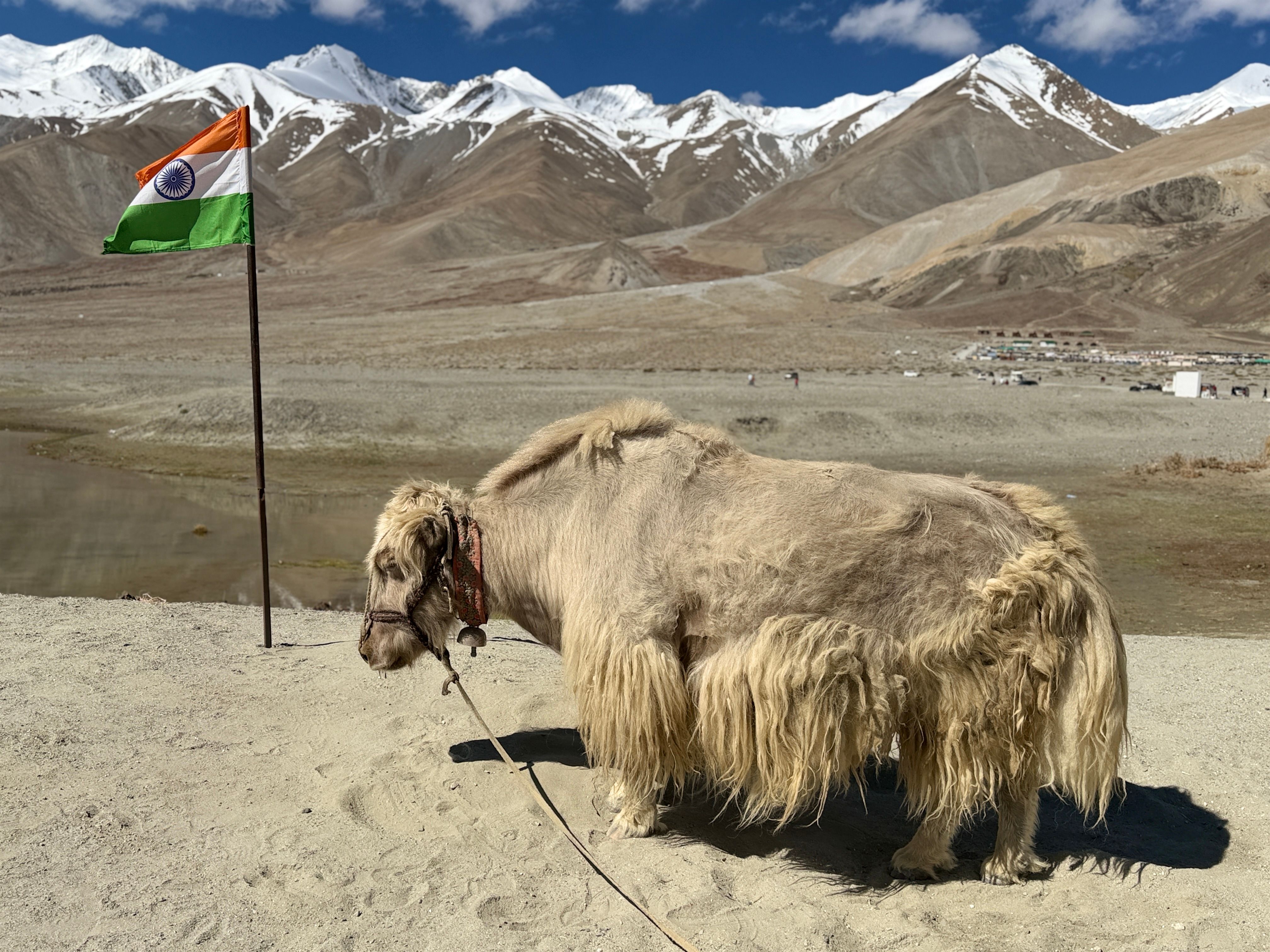 Arunachal Pradesh Yak Churpi