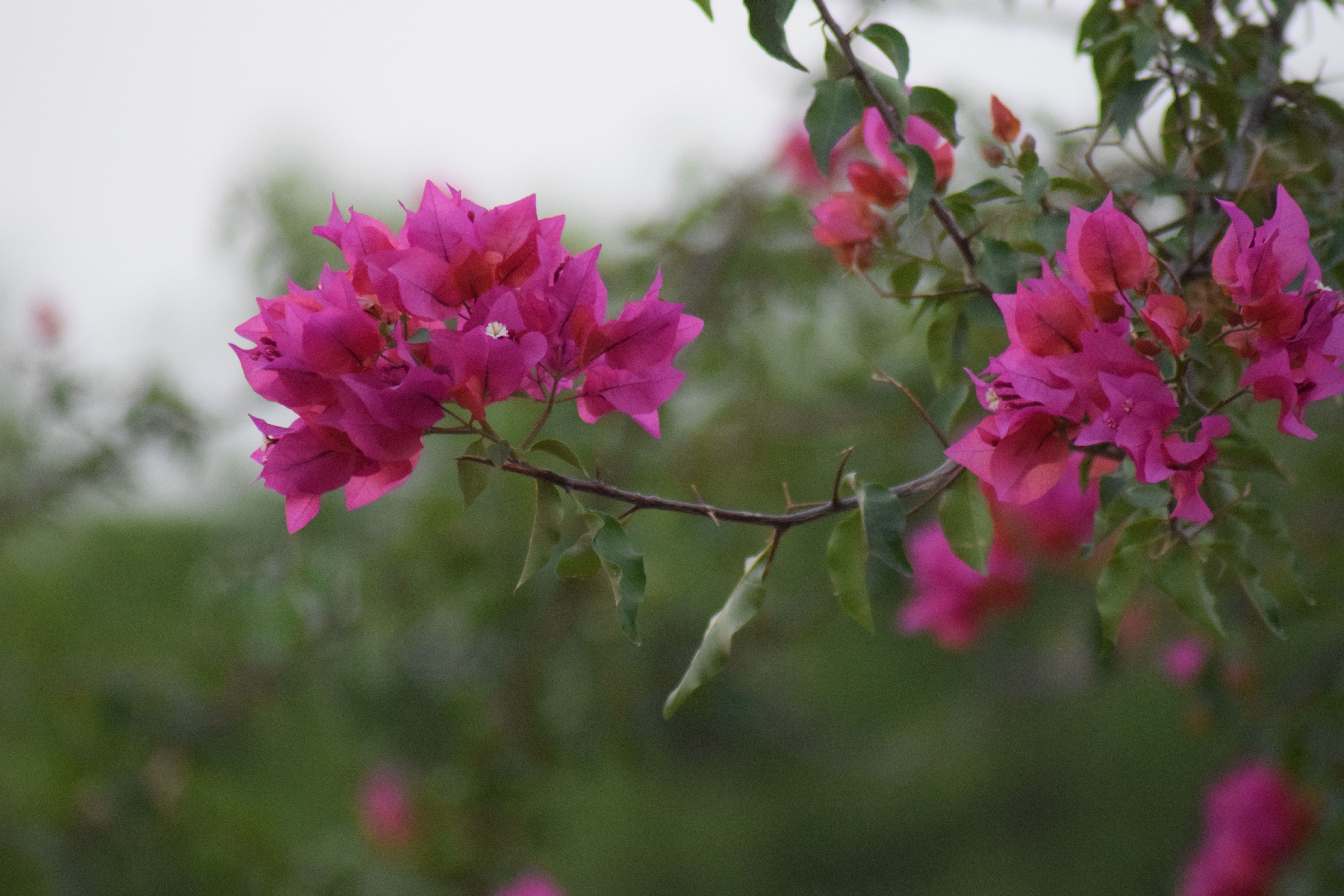 [ColoSach]-beautiful-pink-bougainvillea-flowers-captured-in-soft-light,-creating-a-vivid-and-serene-atmosphere.